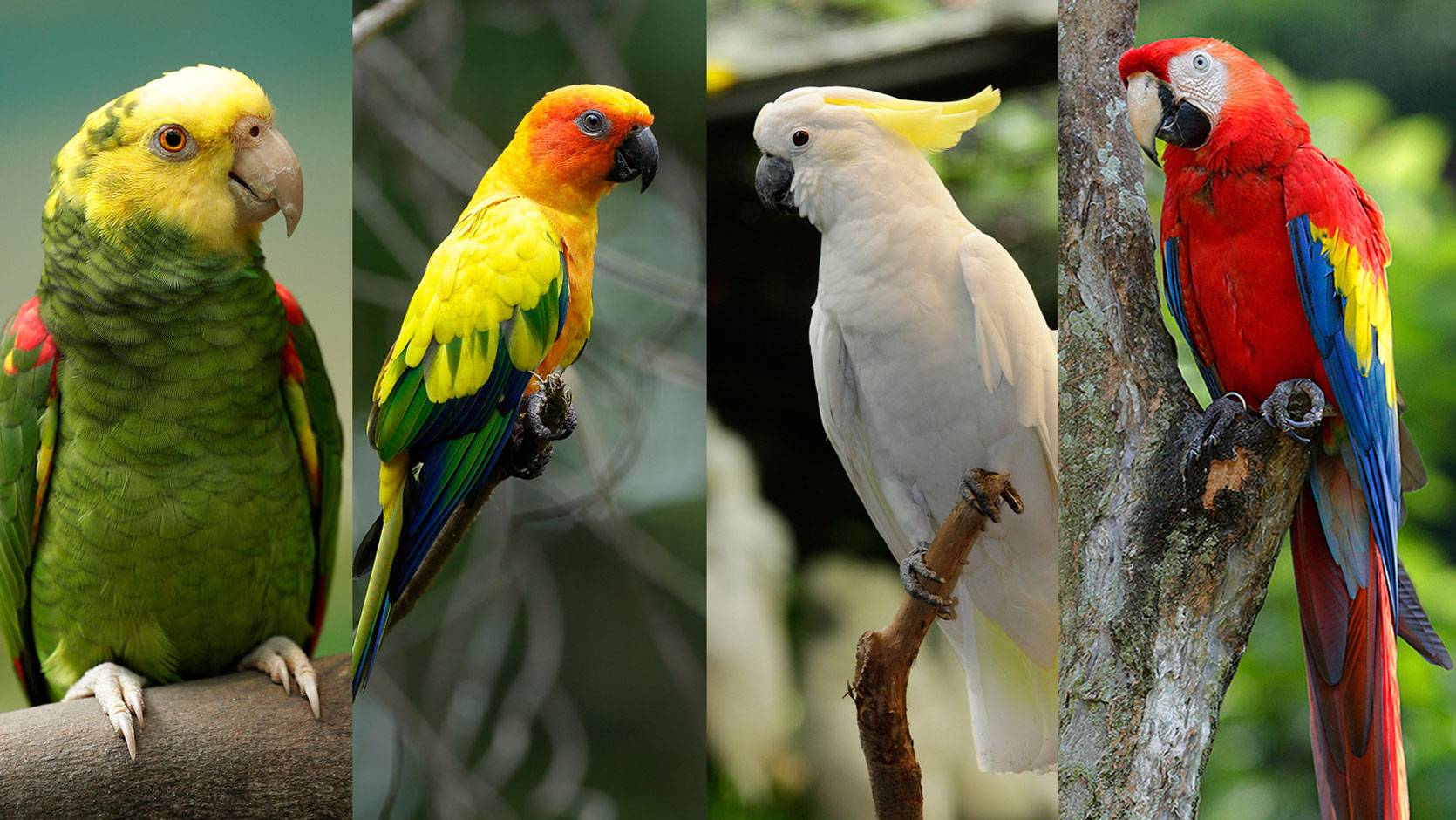 Parrot Paradise Jurong Bird Park Wildlife Reserves Singapore