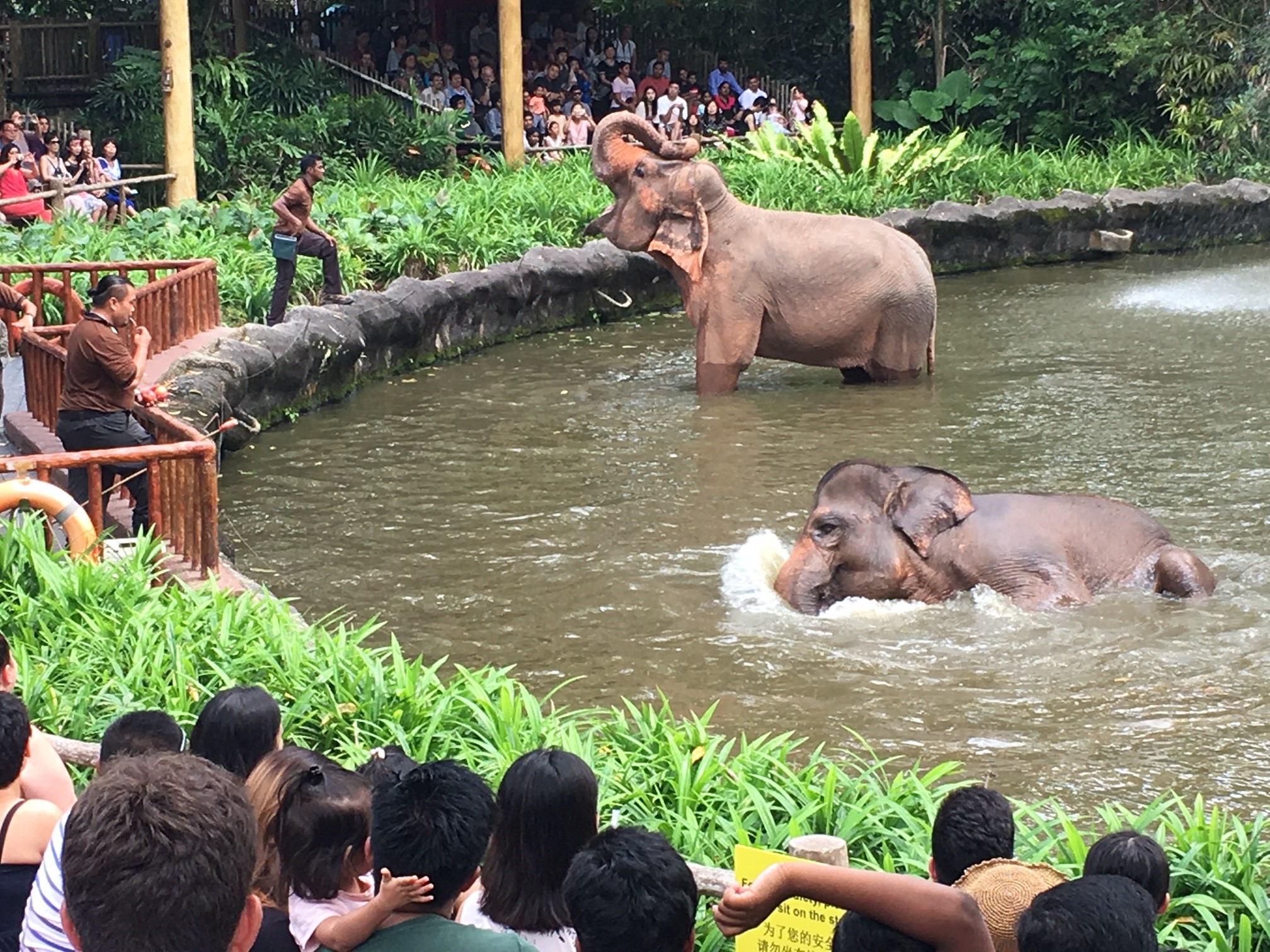 Singapore Zoo presents revamped elephant presentation