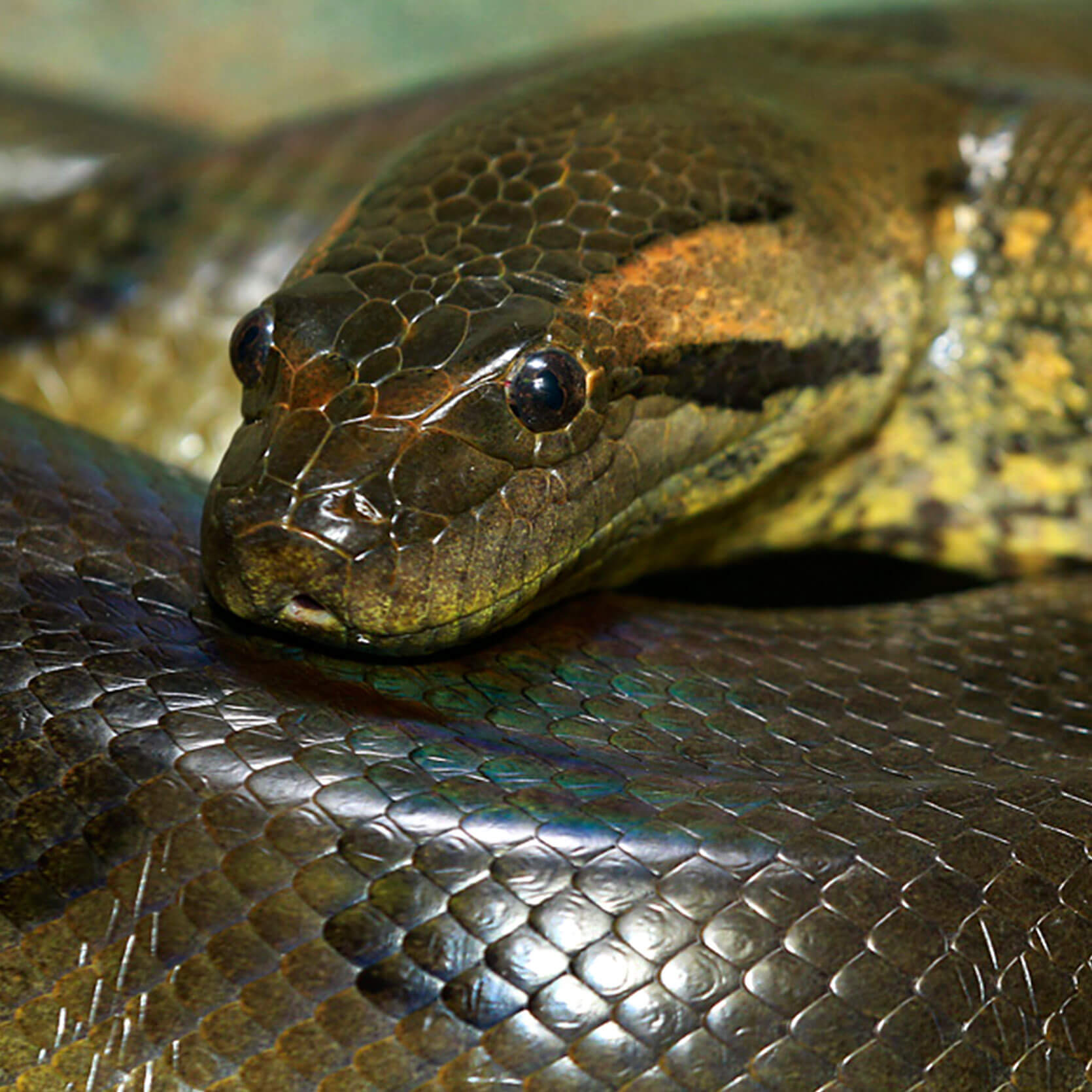 Green Anaconda River Safari Wildlife Reserves Singapore