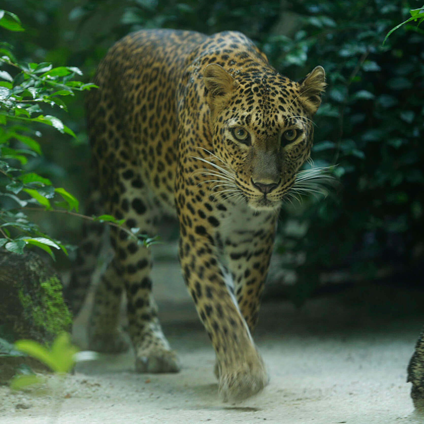 Leopard - Singapore Zoo | Wildlife Reserves Singapore